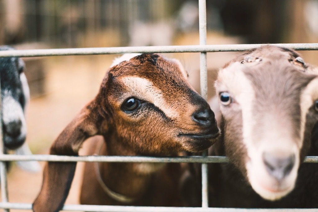 image of two cute goats at Redwood Hill Farm