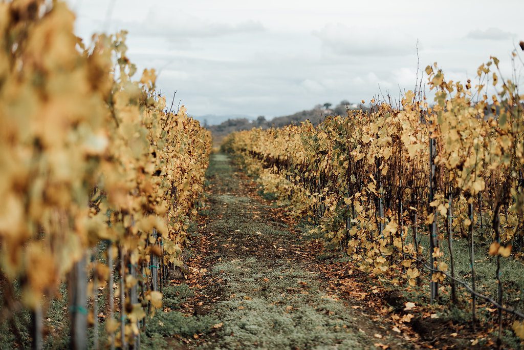 wine vineyards during fall, yellow leaves fall on ground
