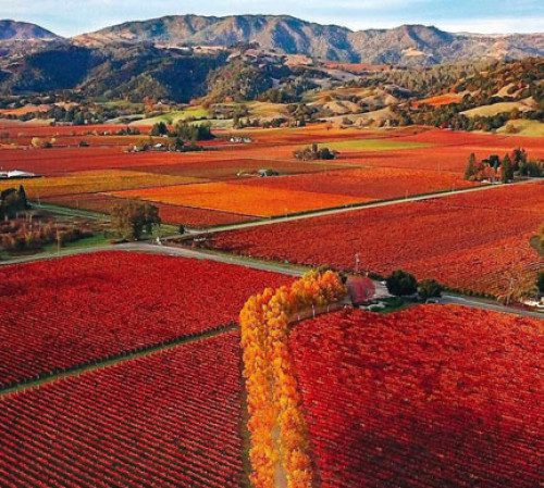 bright orange vineyard in Sonoma during the fall