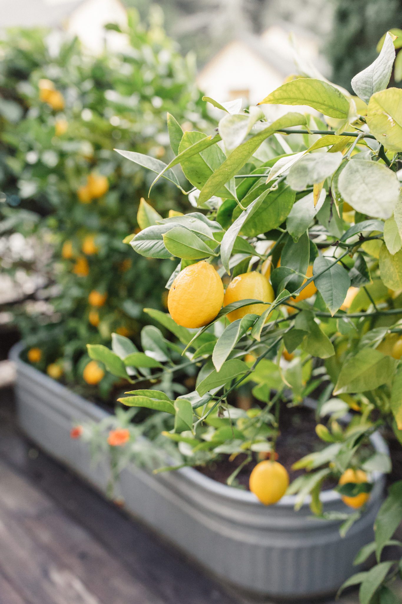 Farmhouse gardens- featuring lemon trees in a planter