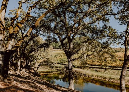 small body of water surrounded by trees and vineyards