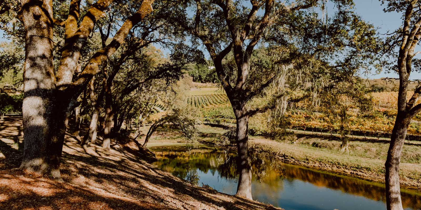 small body of water surrounded by trees and vineyards