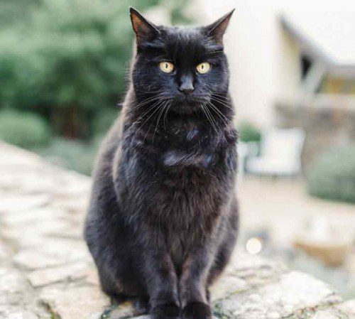 black cat perched on stoop