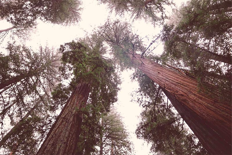 upward view of several redwood trees