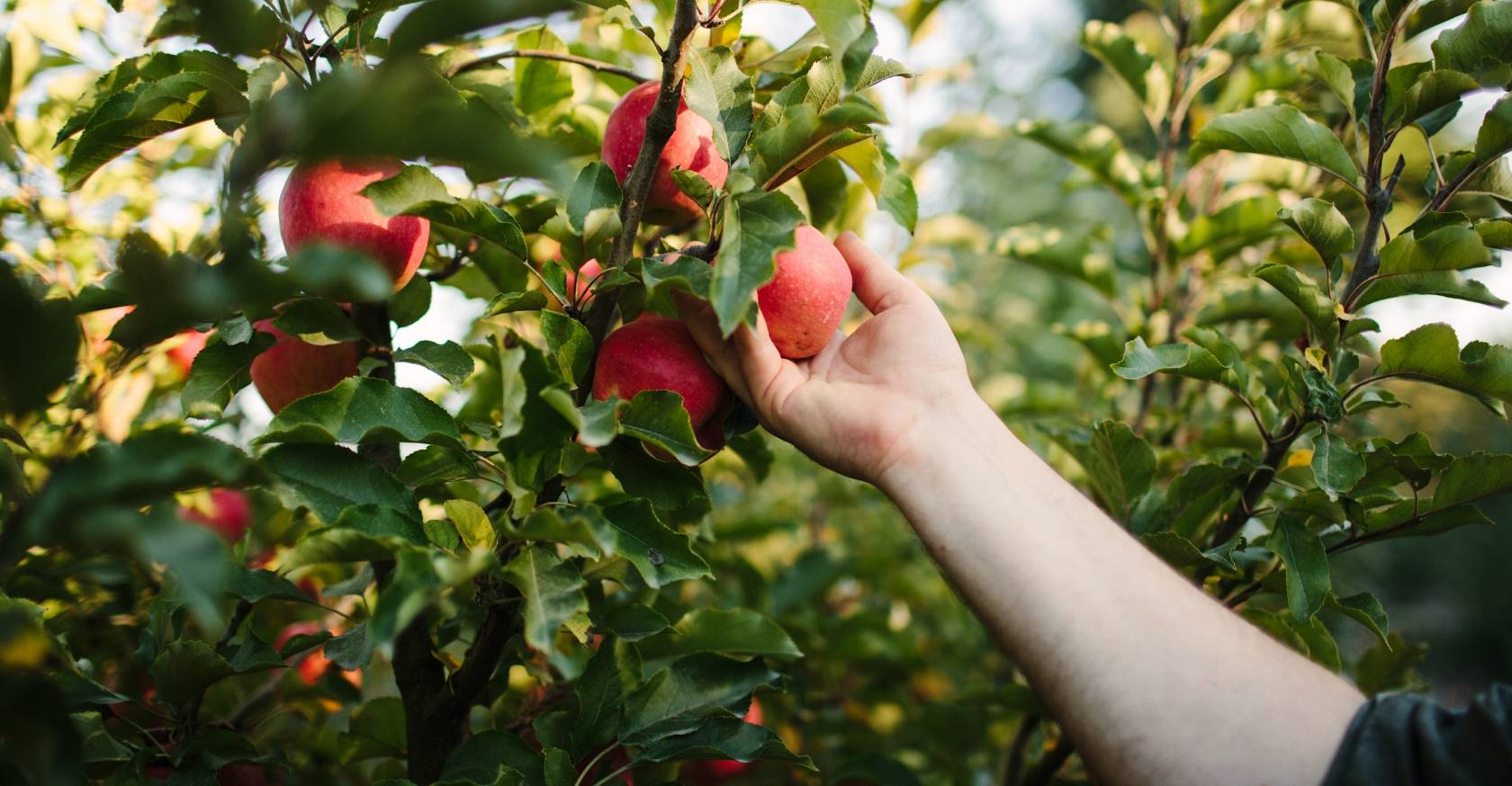 close-up of an arm picking fruit off of a tree