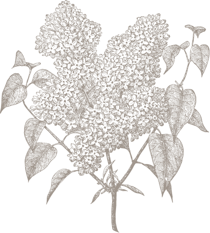 illustration of flowers and leaves on a branch