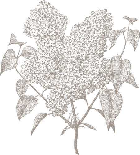 Illustration of a branch with buds