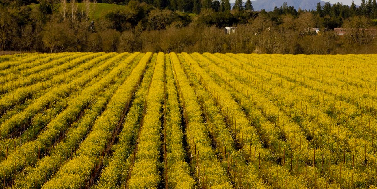 vineyards on a hill