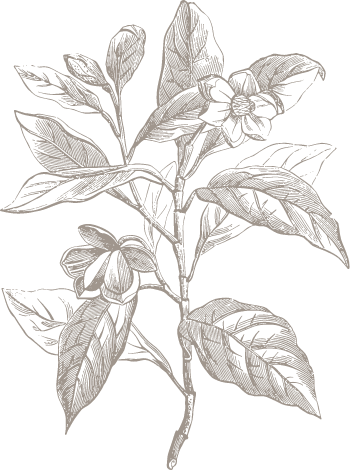 illustration of branch with many leaves