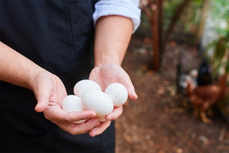 close-up of man holding four eggs with white shells