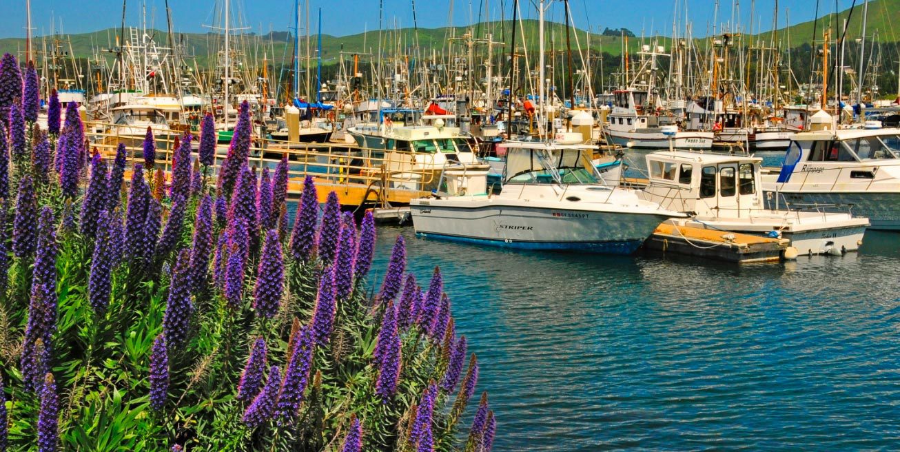 Many boats docked in the water with purple and green plants in the foreground to the left.