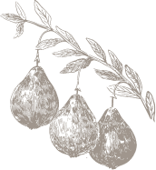 illustration of pears on vine