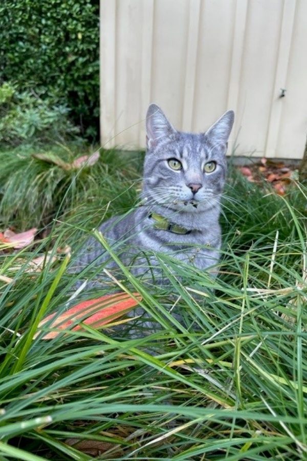 image of Farmhouse property cat, Charlie, in the grass