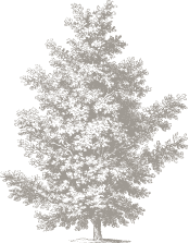 illustration of redwood tree