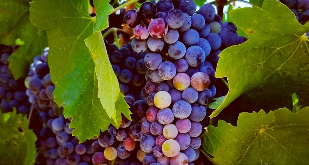 red wine grapes on vine