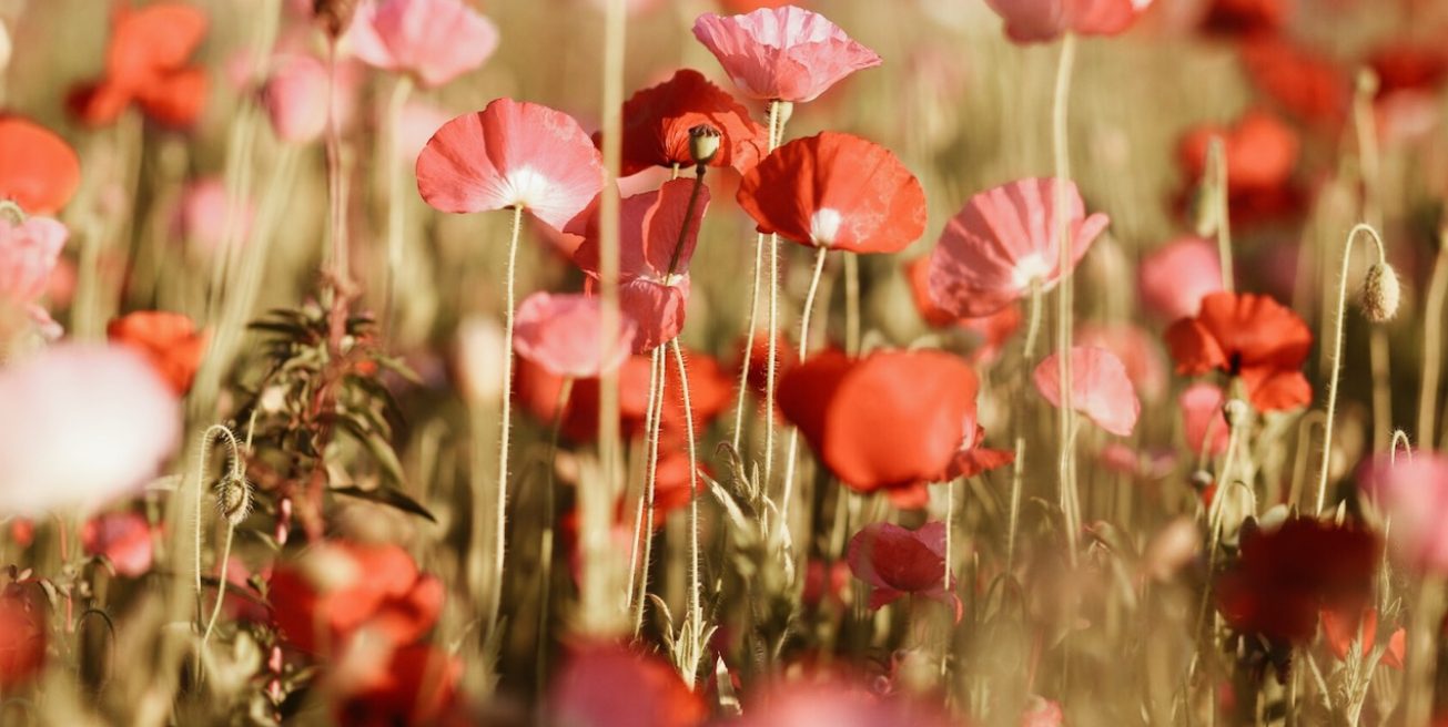 wild flowers in field