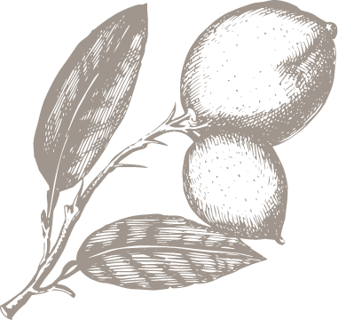 illustration of a lemon growing on a branch with two leaves