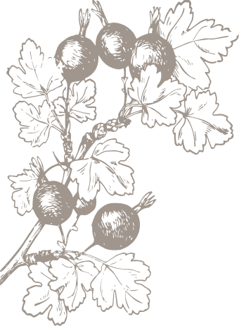 illustration of branch with leaves and grapes