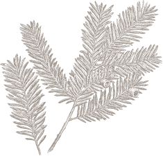 illustration of ferns