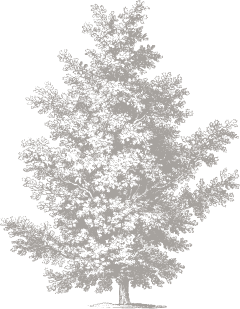 illustration of redwood