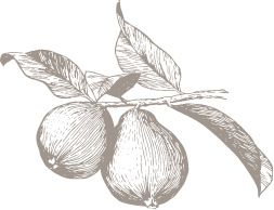 illustration of pears on vine