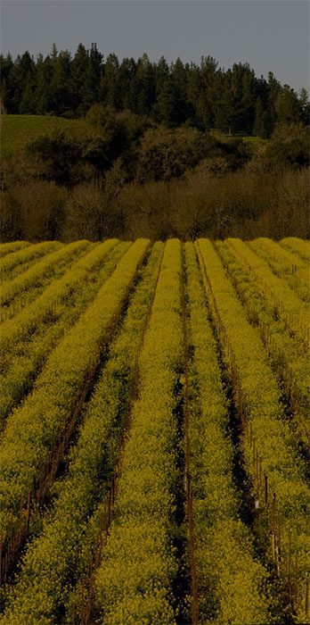 vineyards on a hill