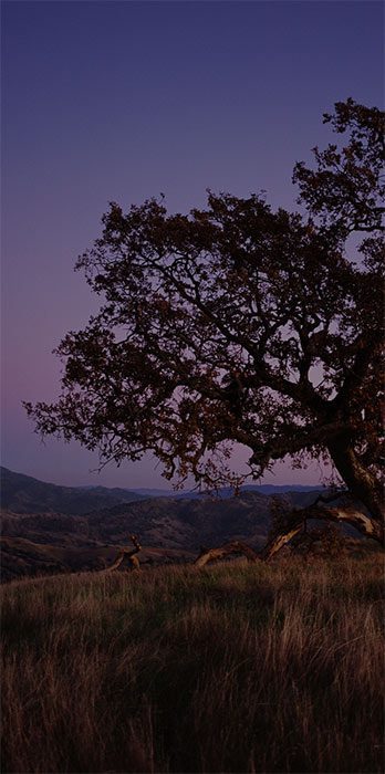 beautiful tree with night sky and moon in background