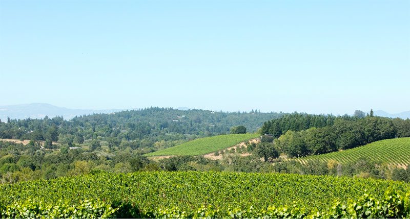 hills of vineyards