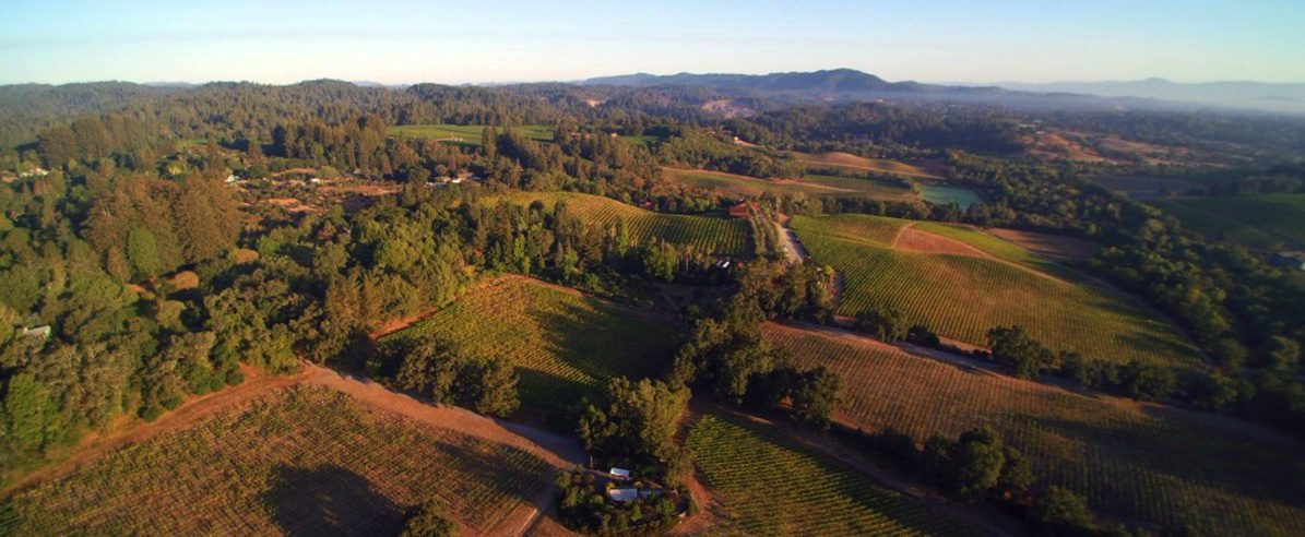 birdeye view of vineyards and hills