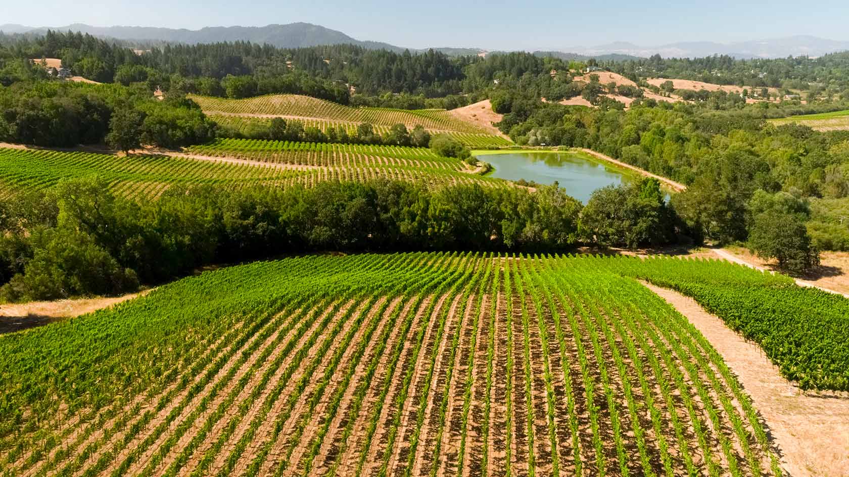 aerial view of vineyards in Sonoma with small pond
