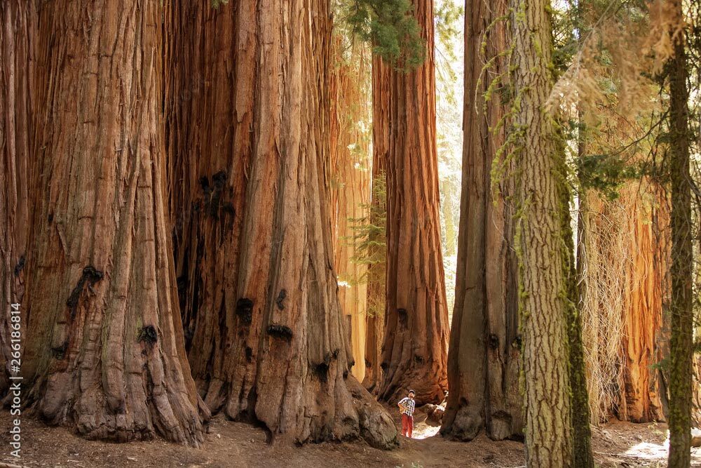 several redwood trees at the base with man looking up