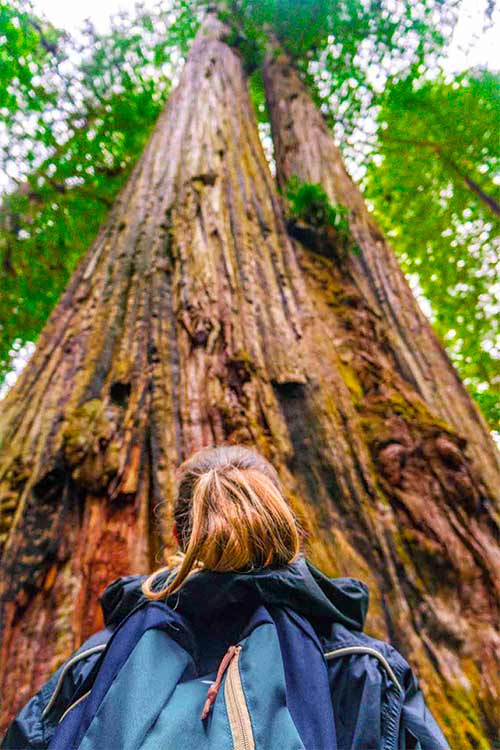 behind a woman looking up at a redwood tree