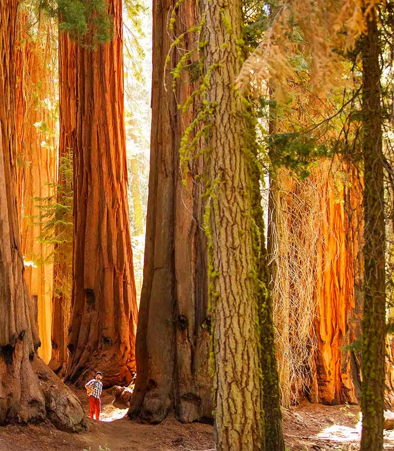 several redwood trees at the base with man looking up