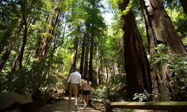 Man and woman walking through forrest of redwoods