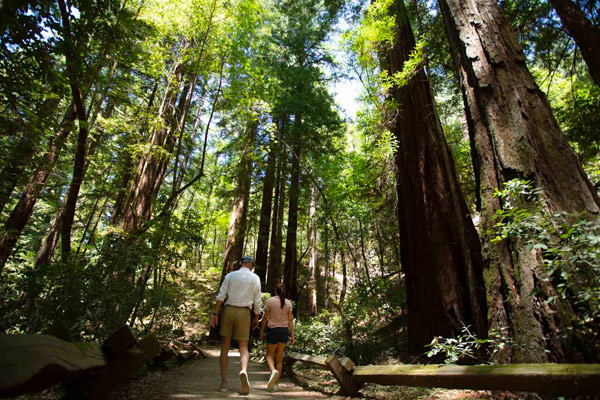 Man and woman walking through forrest of redwoods