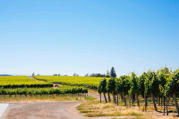 large vineyard with blue skies