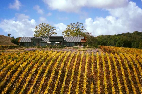 vineyard next to winery building