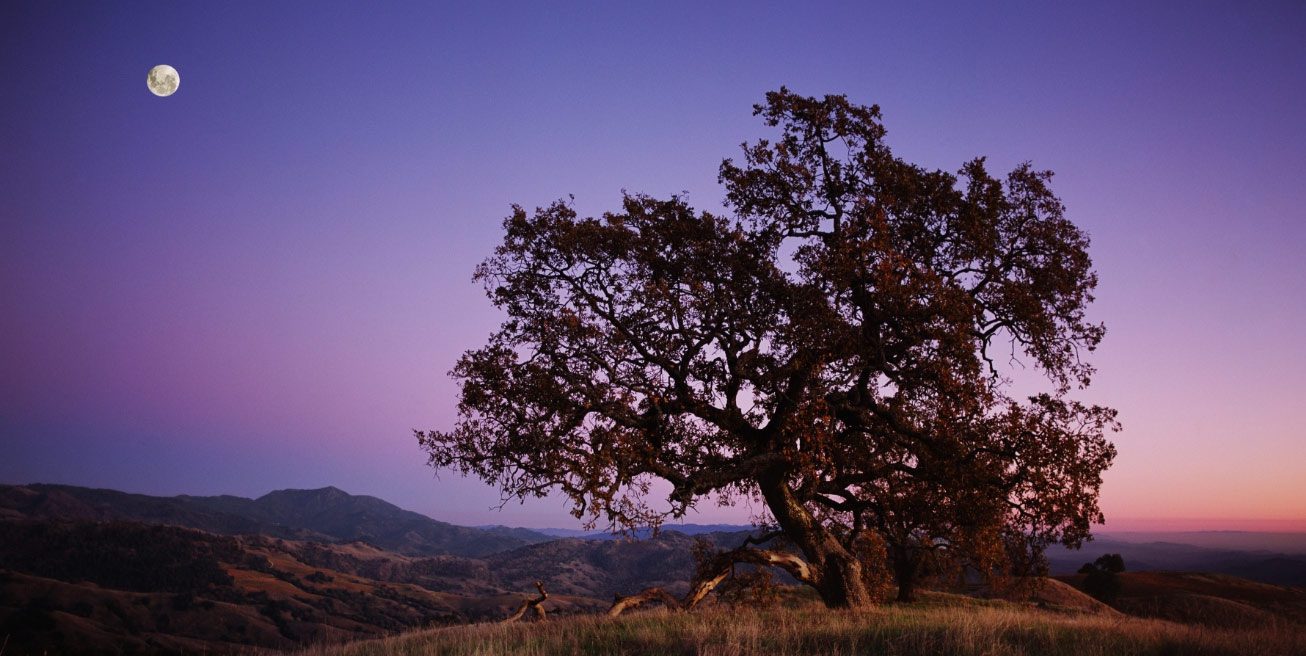 beautiful tree with night sky and moon in background