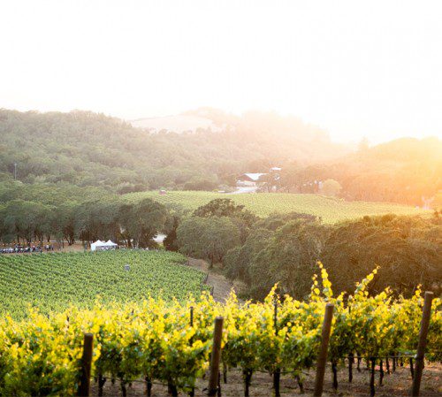 winery fields in Sonoma at sunset