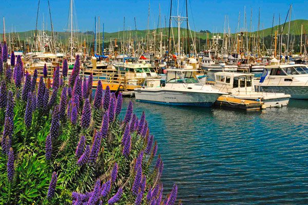 Many boats docked in the water with purple and green plants in the foreground to the left.