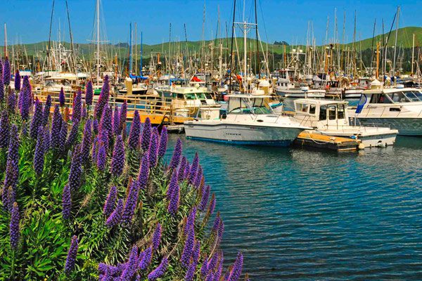 Many boats docked in the water with purple and green plants in the foreground to the left.