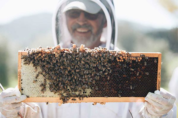 Heidrun Meadery- close-up of a smiling beekeeper holding a bee honeycomb with bees all over