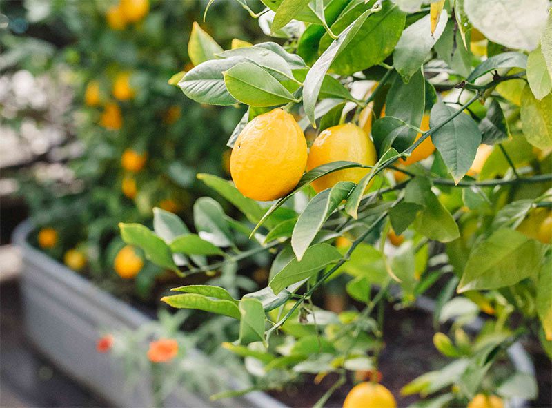 closeup of yellow lemons growing on tree