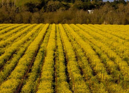 vineyards on a hill