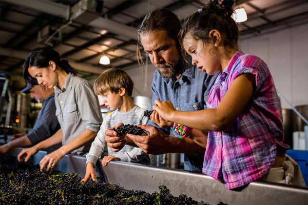 children and adult woman and man picking grapes up out of bin filled with grapes