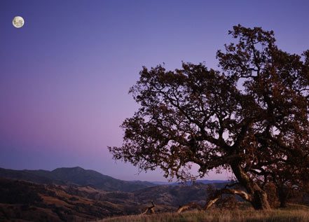 beautiful tree with night sky and moon in background