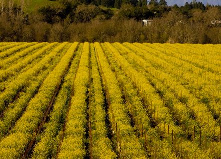 vineyards on a hill