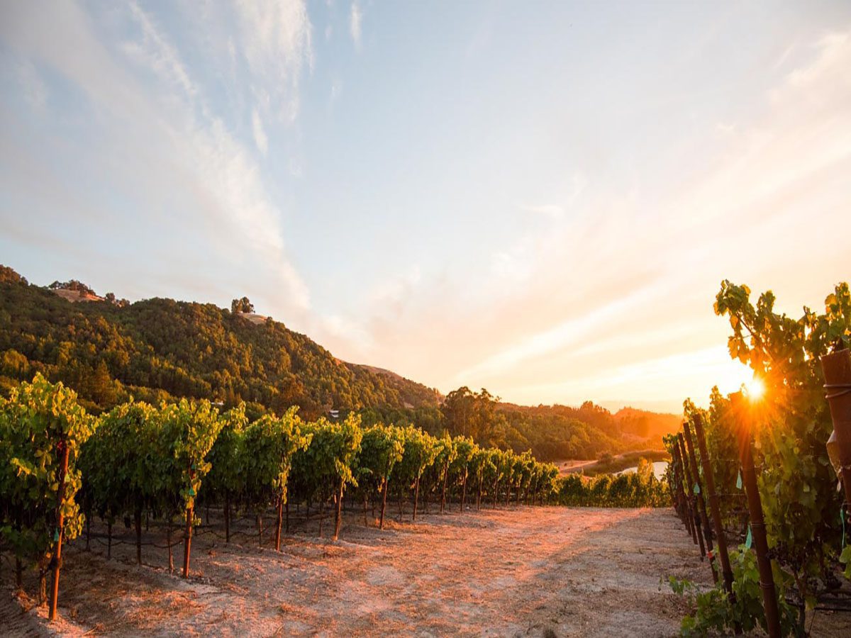 panoramic shot of wine vineyards at sunset