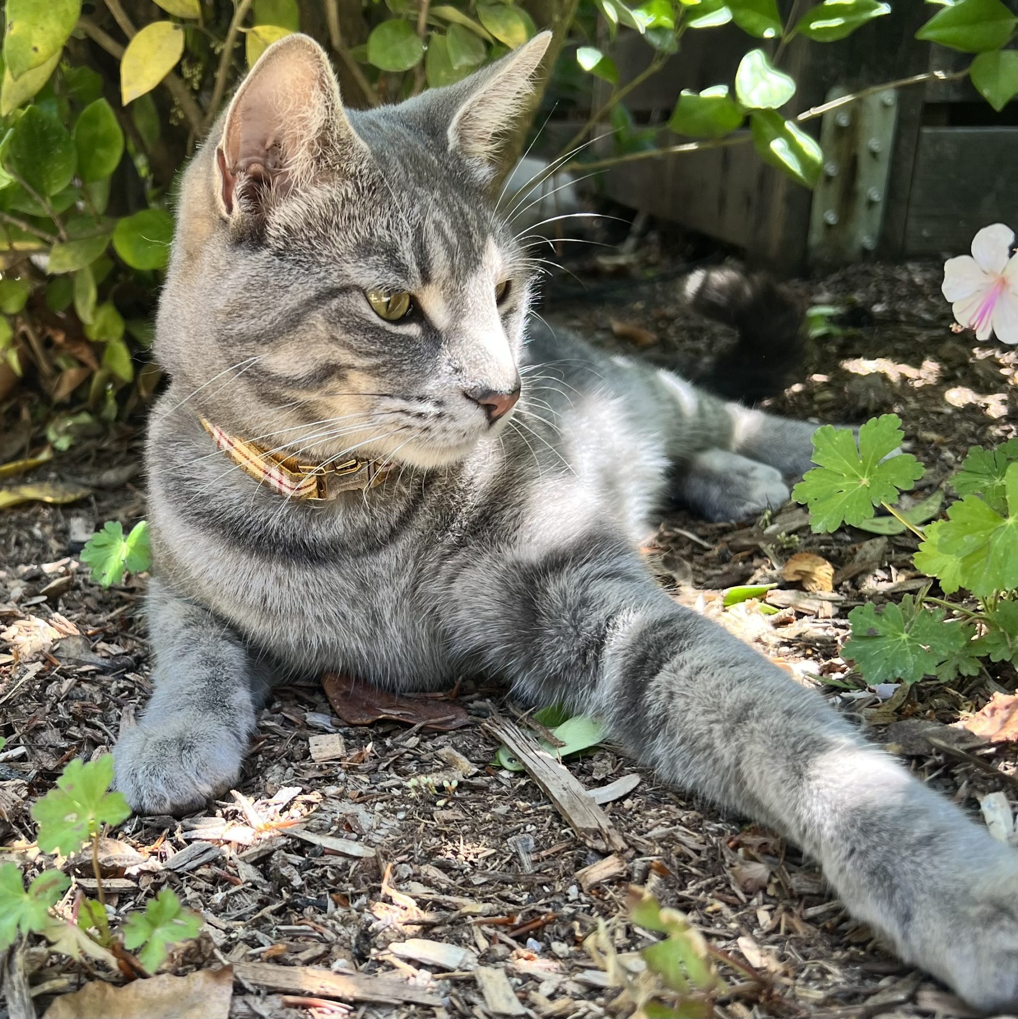 Charlie the cat in the garden