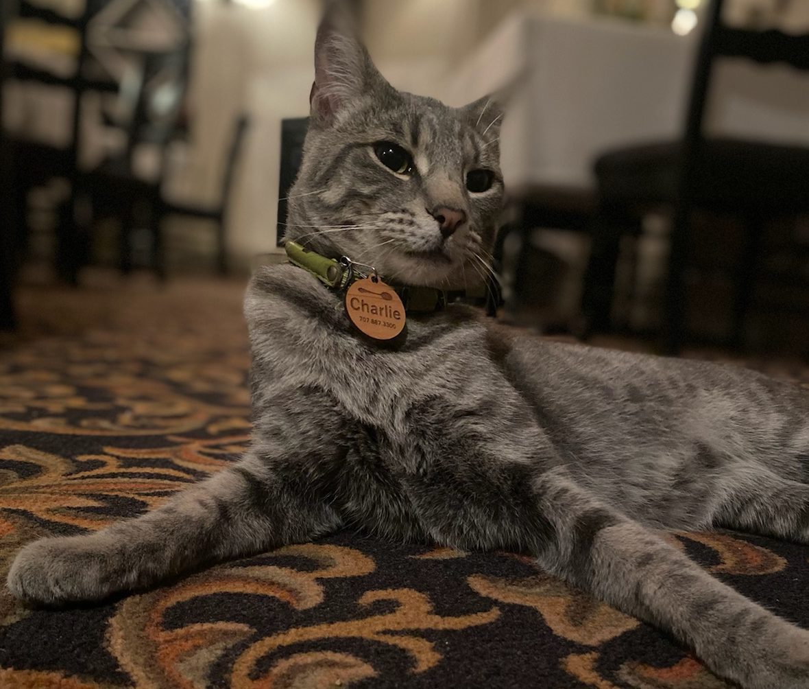 Charlie the cat in Farmhouse Restaurant